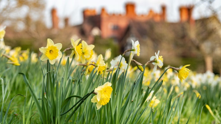 In the foreground, tall daffodils spring up between the blades of grass. In the background, the tops of the chimneys of Wightwick Manor can see seen.